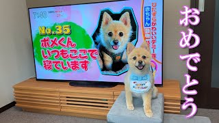 ポメくん、８歳のお誕生日おめでとう♪