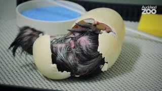 Zoo Tales - It's hatch time for our kiwi chicks!