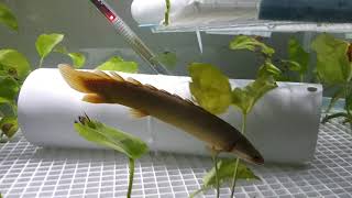 Kyler and Worf in the spawning tank. (Senegal Bichir)