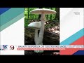 Summer mushroom foraging safety tips