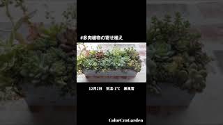 【今日の多肉】お菓子の缶の寄せ植え/12月2日☃️　#多肉の成長記録