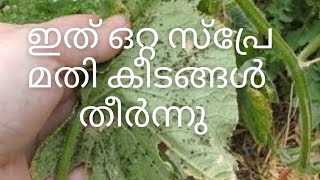 ഒറ്റ സ്‌പ്രേയിൽ കീടങ്ങളെ തുരത്താനുള്ള കിടിലൻ വിദ്യ || organic pesticide || @urbanroots9