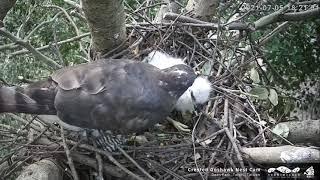 20210705 Keep pecking, Mom will be bald Crested Goshawk Nest Cam,Daan Park,Taipei,Taiwan