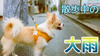 【子犬脱走!?】散歩中の大雨で大慌ての子犬！？雨散歩は嫌い・・