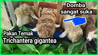 Panen perdana Trichantera gigantea Domba sangat suka sekali