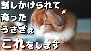 Five behaviors that a rabbit raised by being talked to shows