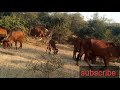 top quality gir cow ગીર ગાયો गीर गाय गुजरात radhe govind krishna murari best gujarati song gircow