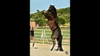 Natural Horsemanship mit Atila und Kenzie Dysli