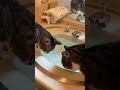 【腎臓病末期の猫】洗面台が水飲み場。