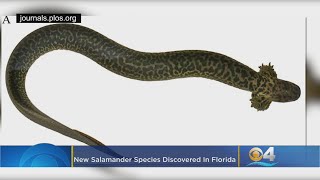 New Salamander Species Discovered In Florida