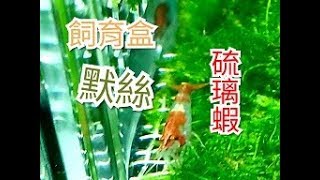 輕鬆養孔雀魚 水族 米蝦 我飼養琉璃蝦了