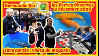 Normandy Koi part1 open days from December 2, 2023 (GARDEN POND)