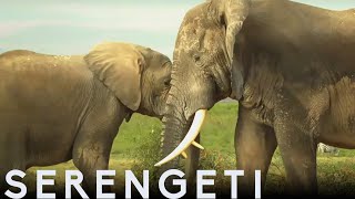 Tembo The Elephant Is Accepted by New Herd | Serengeti: Story Told by John Boyega | BBC Earth