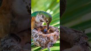 মৰম  🐣 Feeding baby birds | birds #youtubeshorts #shorts #feedingbirds #birds