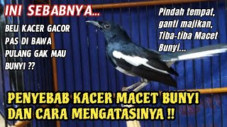 AWALNYA GACOR KOK JADI BISU ?? PENYEBAB KACER MACET BUNYI DAN CARA MENGATASINYA