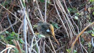 淀川の野鳥たち（2025年02月）その２