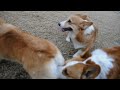 corgis コーギーいっぱい 20120111 goro@welsh corgi