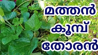 മത്തൻ ഇല തോരൻ | മത്തൻ(pumpkin)കൂമ്പ് തോരൻ | Pumpkin Leaf Thoran | Time Pass Daily