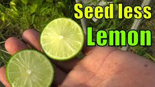 Seedless Lemon !!!