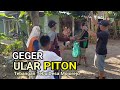 GEGER ‼️ULAR BESAR DI TEBANGAN TEBU MOJOREJO.