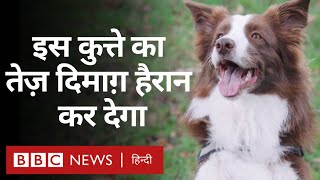 Dogs Learning Ability: इस डॉग को याद हैं 200 से ज़्यादा शब्द, झट से पहचान लेती है चीजे़ं (BBC Hindi)