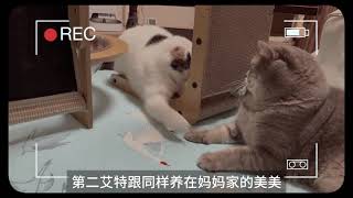 #2025第一条萌宠抖音 #万物可爱计划 #小猫是平淡生活的解药