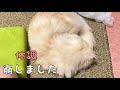 猫のナッツがはじめて体調を崩して動かなくなりました