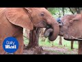 Baby elephant saved after being caught on a poacher's snare - Daily Mail