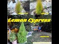 Gardeners World 2022 Episode 20 Lemon Cypress Cupressus macrocarpa Goldcrest