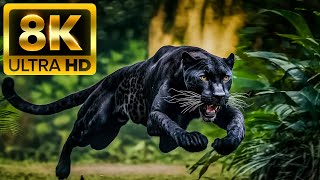 HUNTER ANIMALS - 8K (60FPS) ULTRA HD - With Nature Sounds (Colorfully Dynamic)