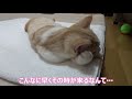 発情期を迎えたメス猫の行動と鳴き声【スコティッシュフォールド】