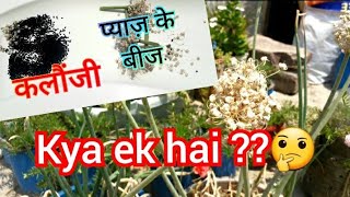 क्या कलौंजी मंगरेला प्याज के बीज एक हैं / Difference between Onion Seeds And kalonji /Nigella Sativa