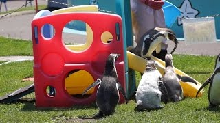 市立室蘭水族館 フンボルトペンギンの滑り台