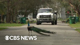 Florida community tries unique solution to peacock nuisance