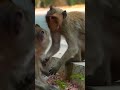 ep211. cute monkey goes bananas in adorable viral video