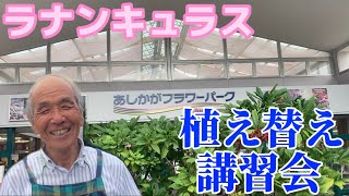 ラナンキュラス講習会@あしかがフラワーパーク【園芸のぶチャンネル】【ランドセルシリーズ】