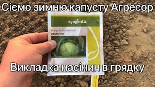 Сієм зимню капусту АГРЕСОР. Викладка насіння в грядку все від А до Я