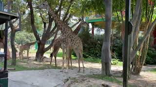 广州长隆野生动物园 小火车体验