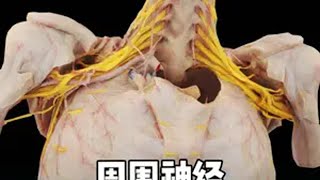 铺设在人体内的网线：周围神经 解剖学 医学生  抖出健康知识宝藏  医学科普 脑洞大开