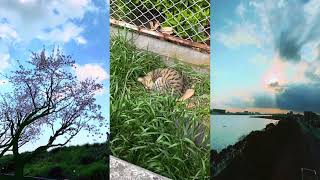 猫達麻多摩川大師橋