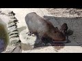 アヒル乱入！カピバラのスイカ早食い対決 capybara s watermelon fast eating competition