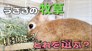 【うさぎ】牧草の種類と意外と知らない選び方【うさぎの飼い方#19】