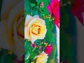 positivevibes from fresh rose flowers beautiful flowers rose positivevibes plantsdecor rosel