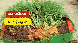 ടെറസിലെ കാരറ്റ് കൃഷി. How To Grow Carrots At Home #homegardening