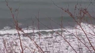 北海道サーフィン　日本海＞安瀬（ヤソスケ）腹胸サイズ