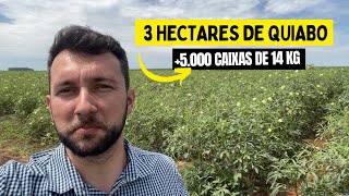 3 hectares de quiabo - Visita na lavoura