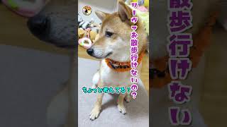 【柴犬】お散歩業界から足を洗いそうになった柴犬　アフレコ#shorts