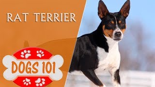 Dogs 101 - RAT TERRIER - Top Dog Facts About the RAT TERRIER