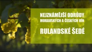 Odrůdy našich vín - Rulandské šedé - titulky