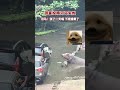 😂游客投喂河马失败，河马：张了一天嘴，下班饿晕了 funny animals china cradle 山西 华夏文明的摇篮